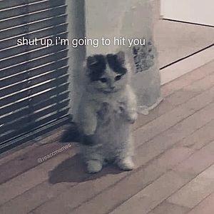 Meet your Posher, Karlie